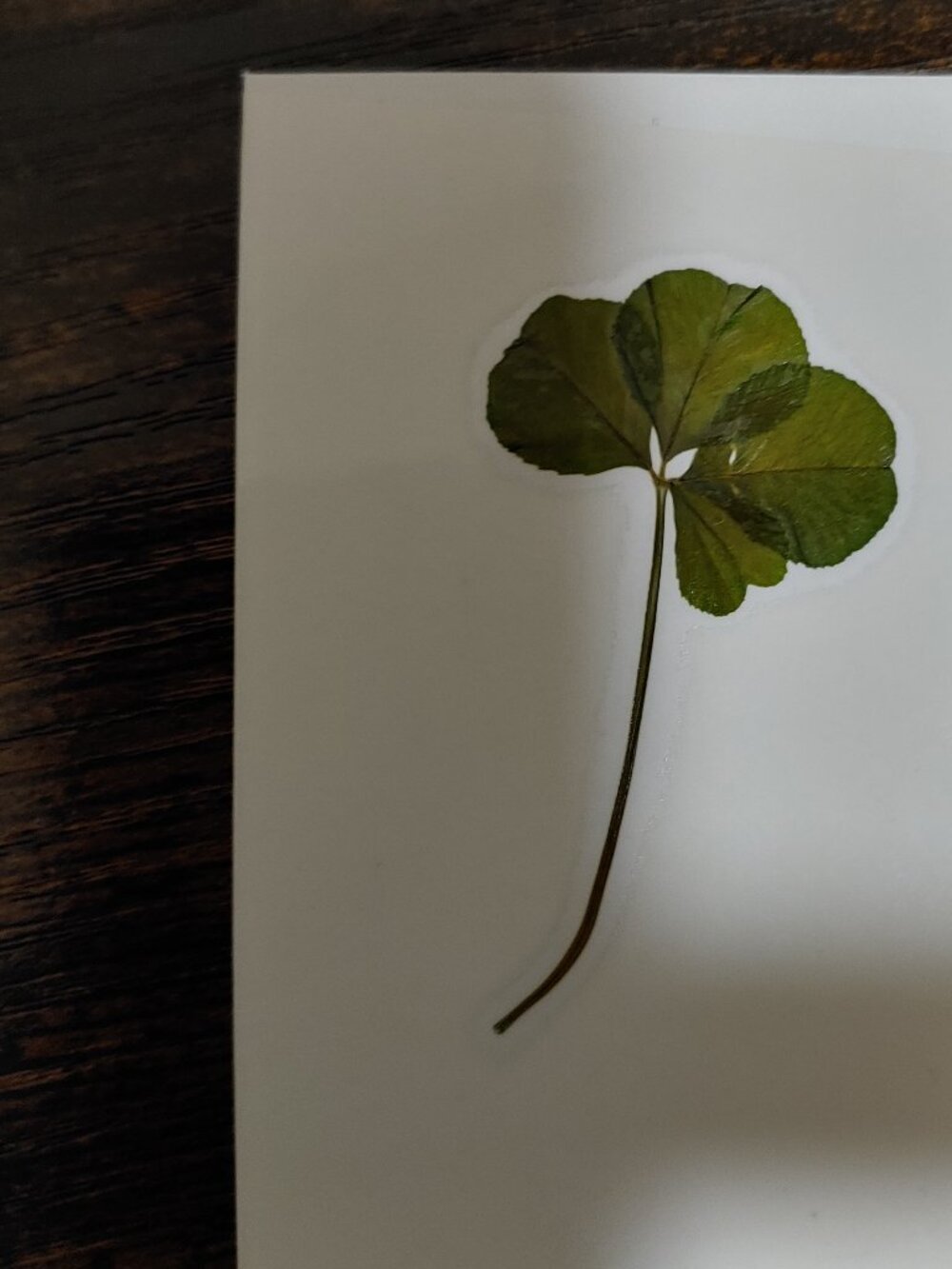 Real four leaf clover pocket talisman